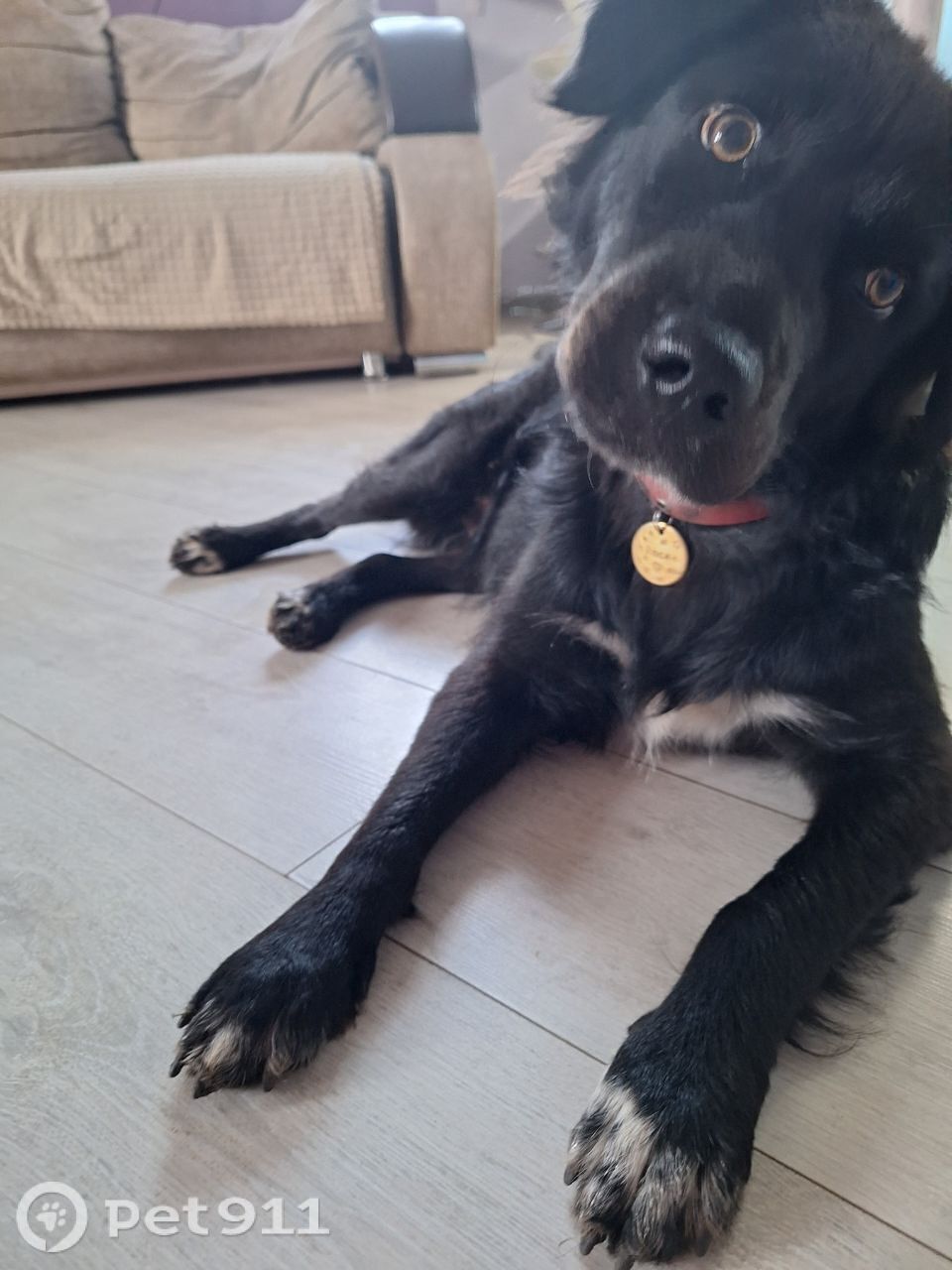 Пропала собака в Ставрополе — фото объявления