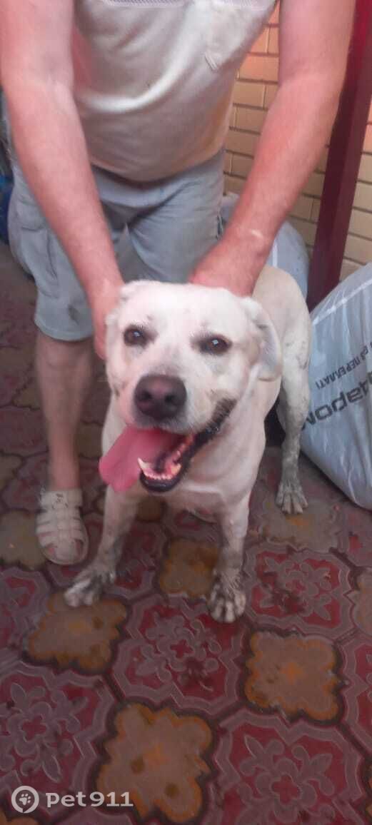 Найдена собака в Ставрополе — фото объявления