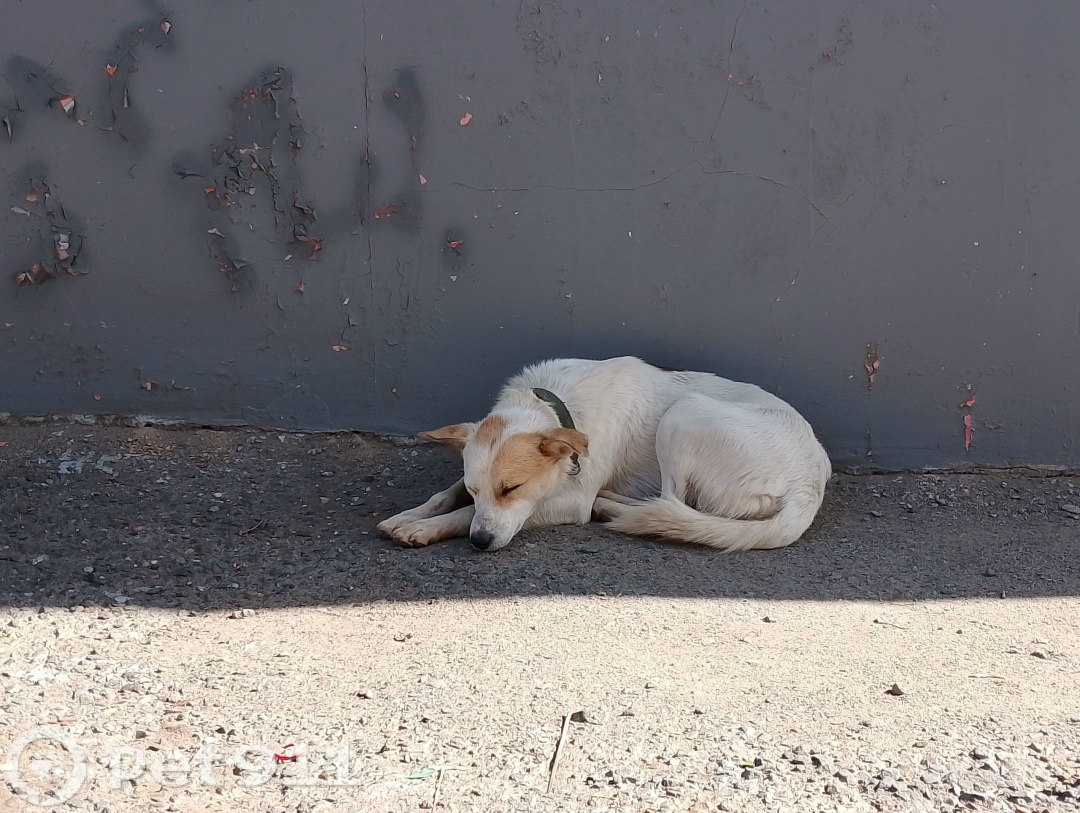 Найдена собака в Оренбурге — фото объявления