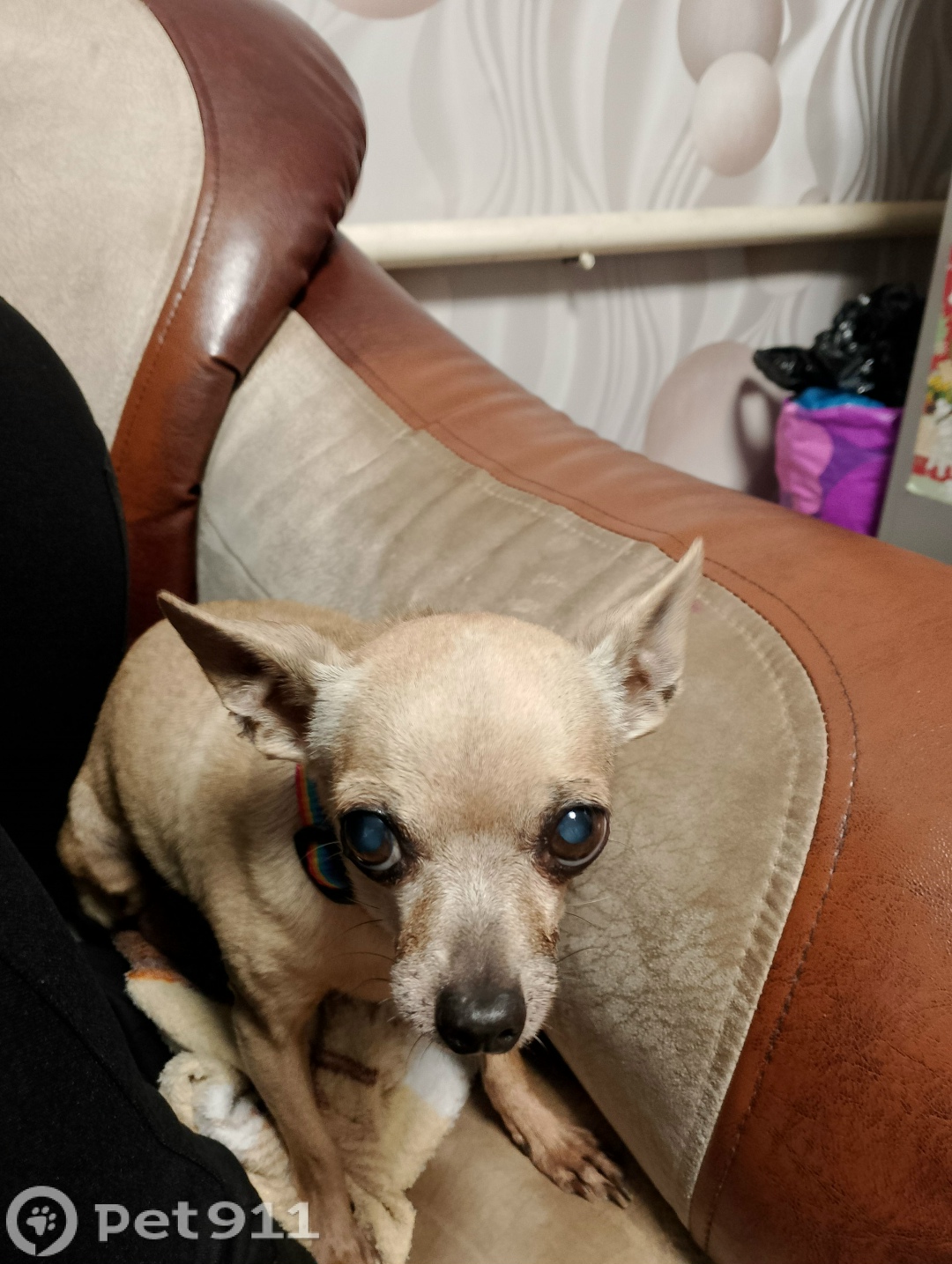 Найдена собака в Оренбурге — фото объявления