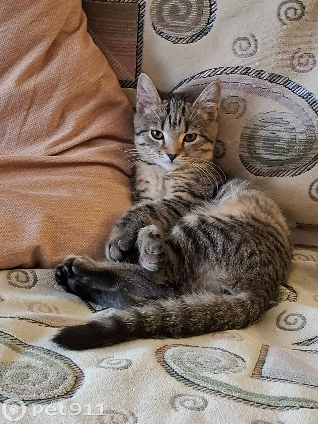 Пропала кошка в Оренбурге — фото объявления