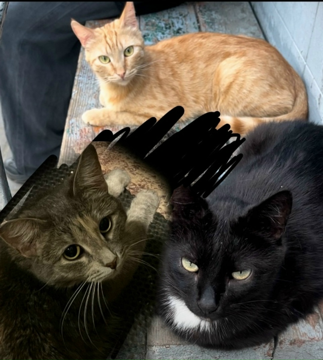 Пропала кошка в Оренбурге — фото объявления