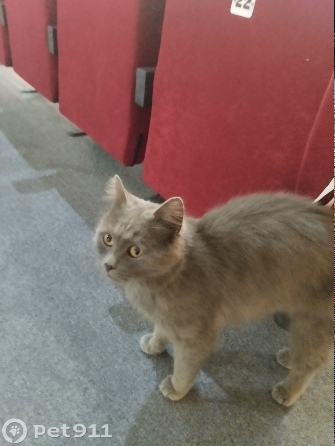 Найдена кошка в Оренбурге — фото объявления