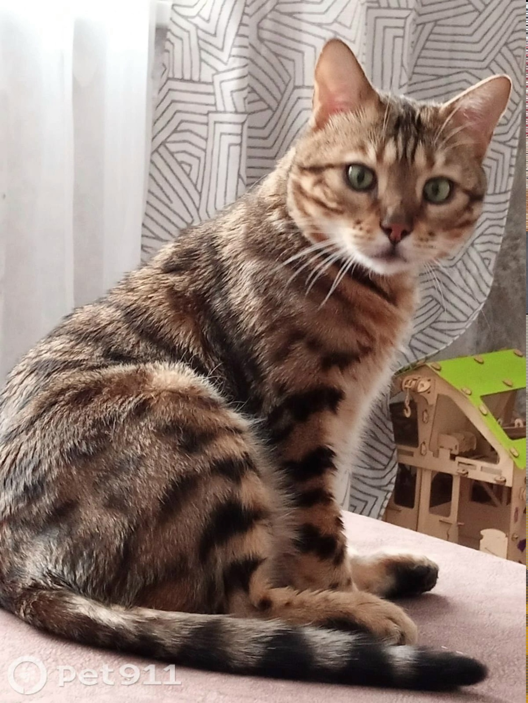 Пропала кошка в Оренбурге — фото объявления