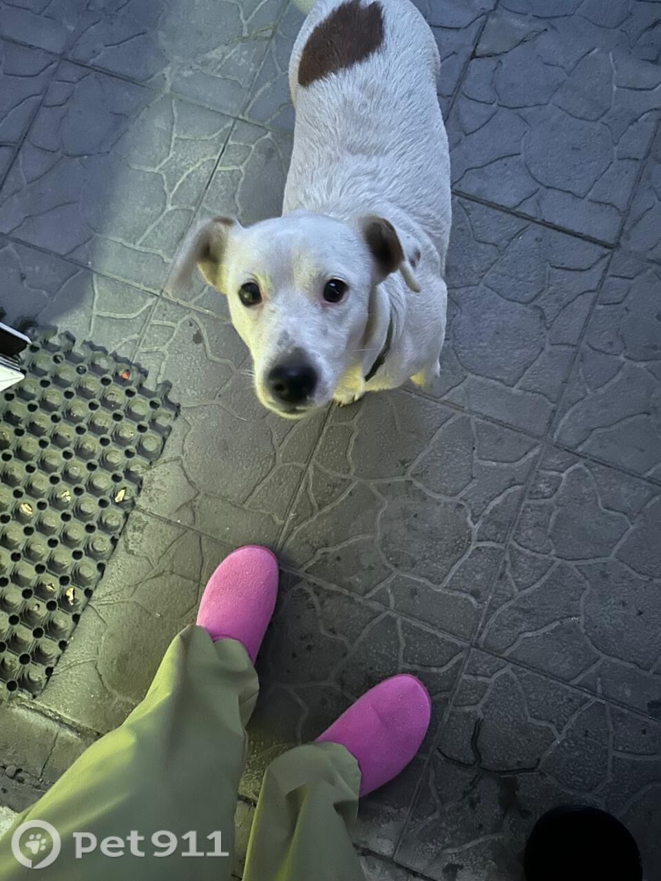 Найдена собака в Оренбурге — фото объявления