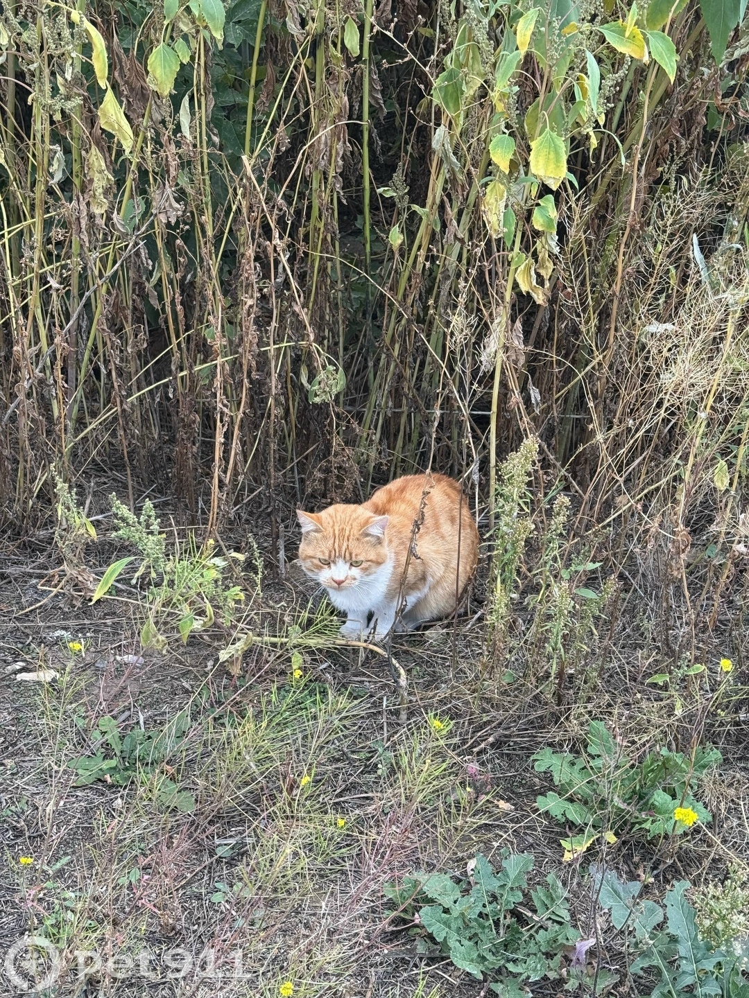 Найдена кошка в Оренбурге — фото объявления