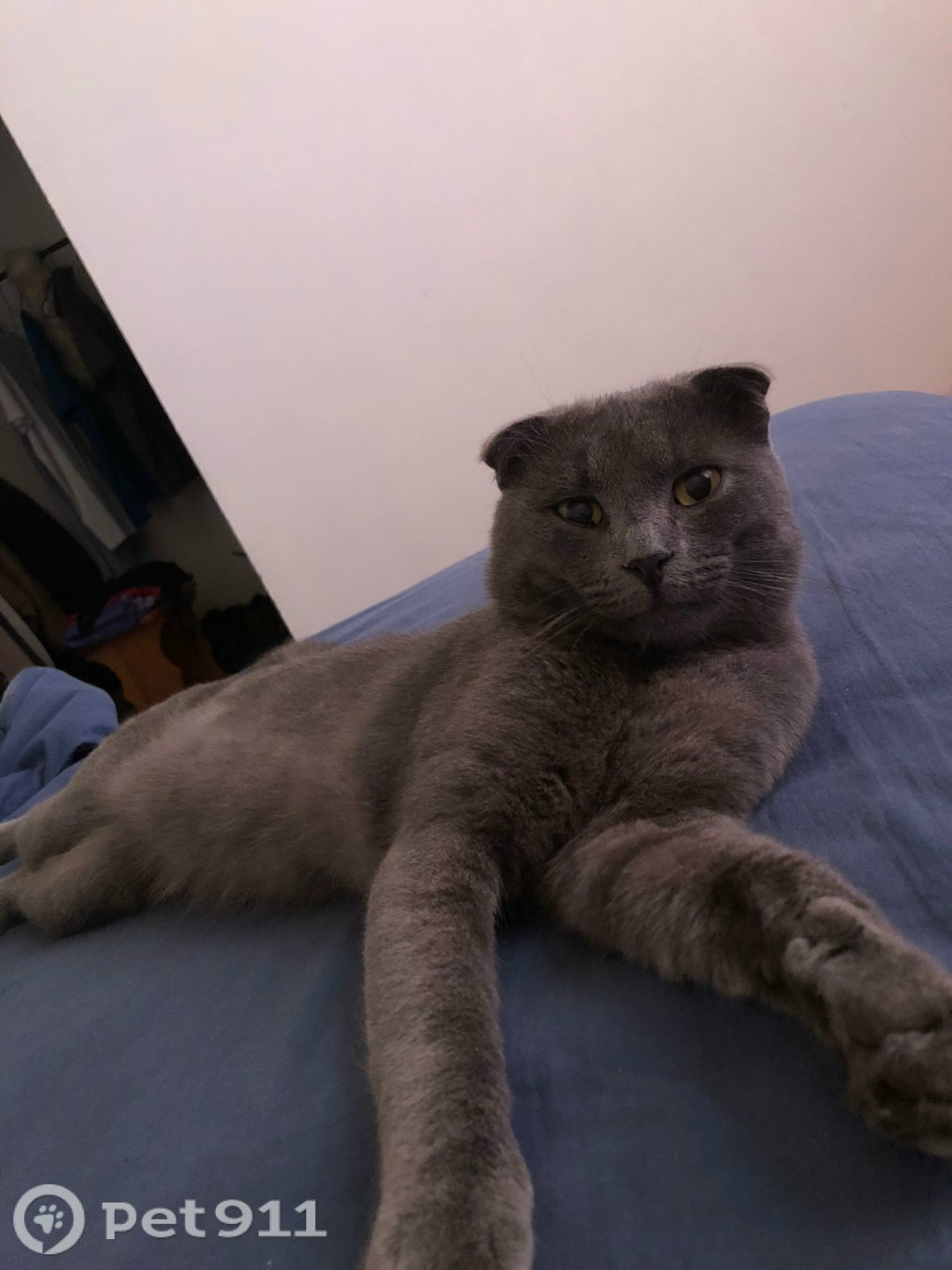 Пропала кошка в Оренбурге — фото объявления