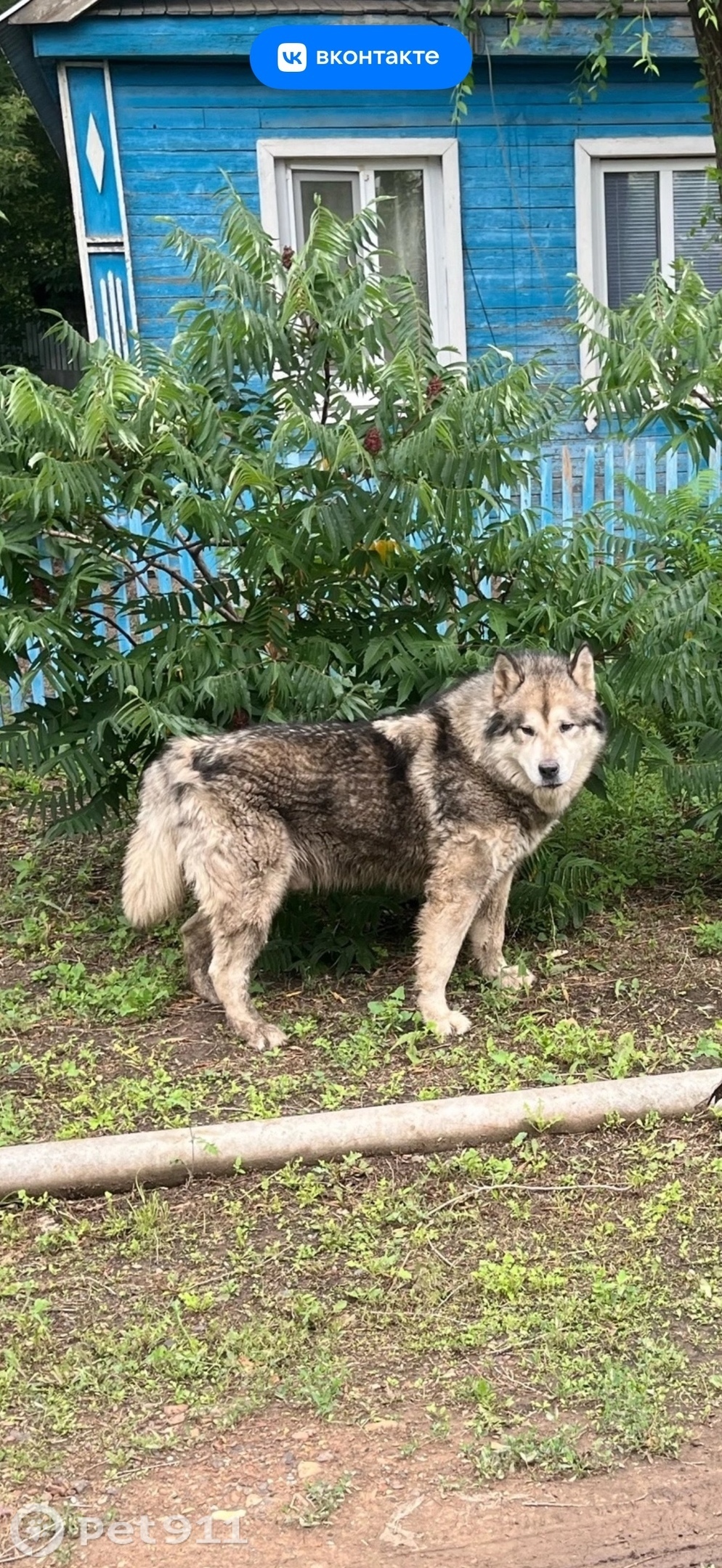 Пропала собака в Оренбурге — фото объявления