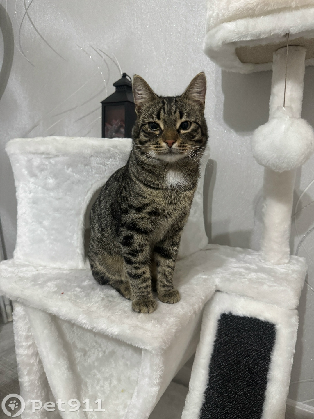 Найдена кошка в Оренбурге — фото объявления