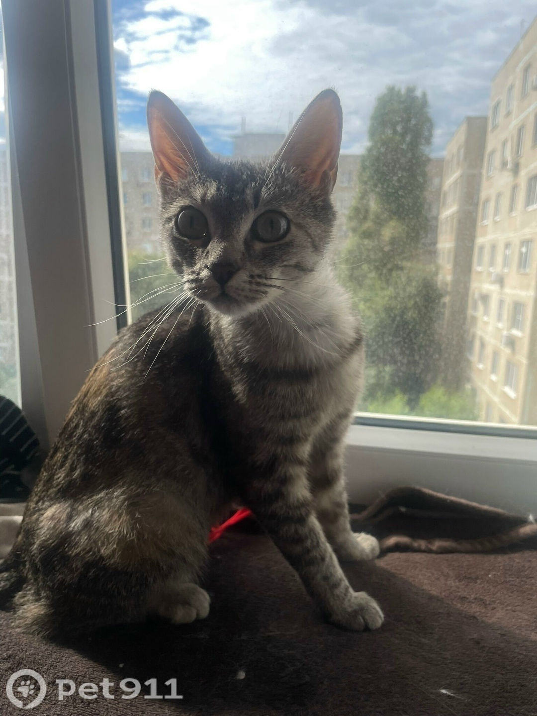 Найдена кошка в Оренбурге — фото объявления