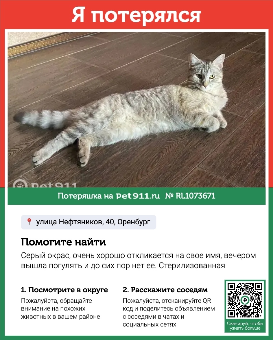 Пропала кошка в Оренбурге — фото объявления