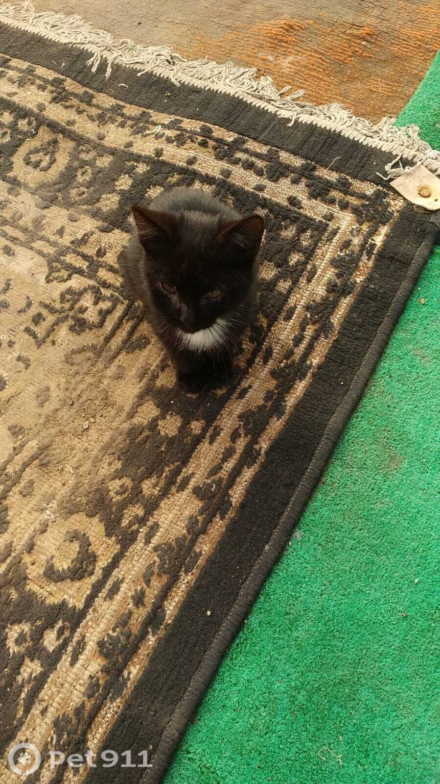 Найдена кошка в Оренбурге — фото объявления