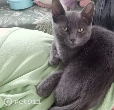 Пропала кошка в Оренбурге — фото объявления