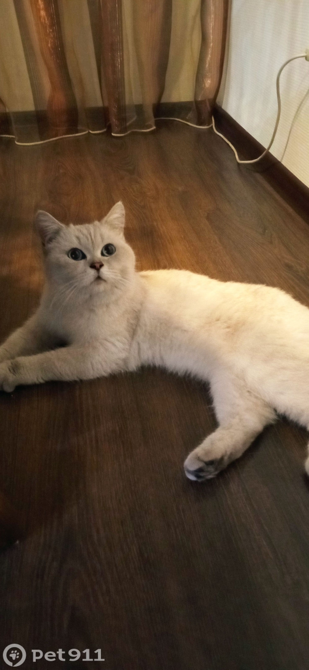 Найдена кошка в Оренбурге — фото объявления