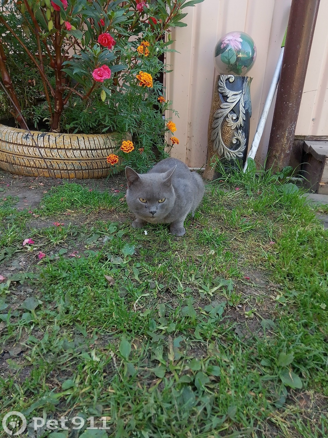 Найдена кошка в Оренбурге — фото объявления