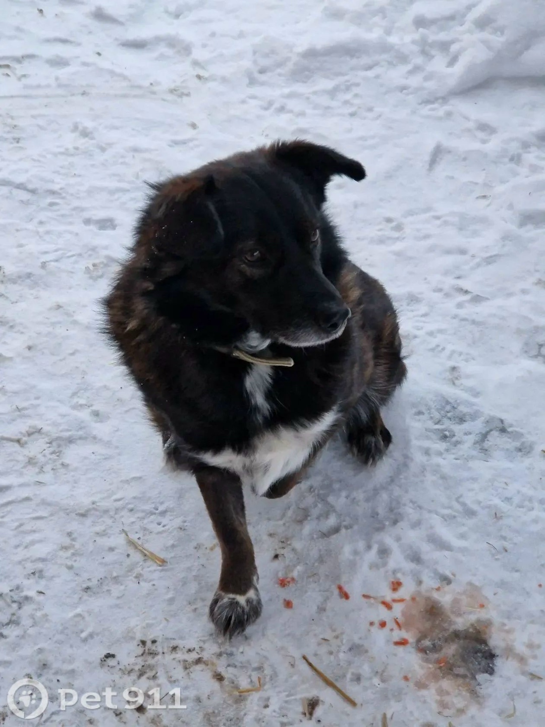 Пропала собака в Оренбурге — фото объявления