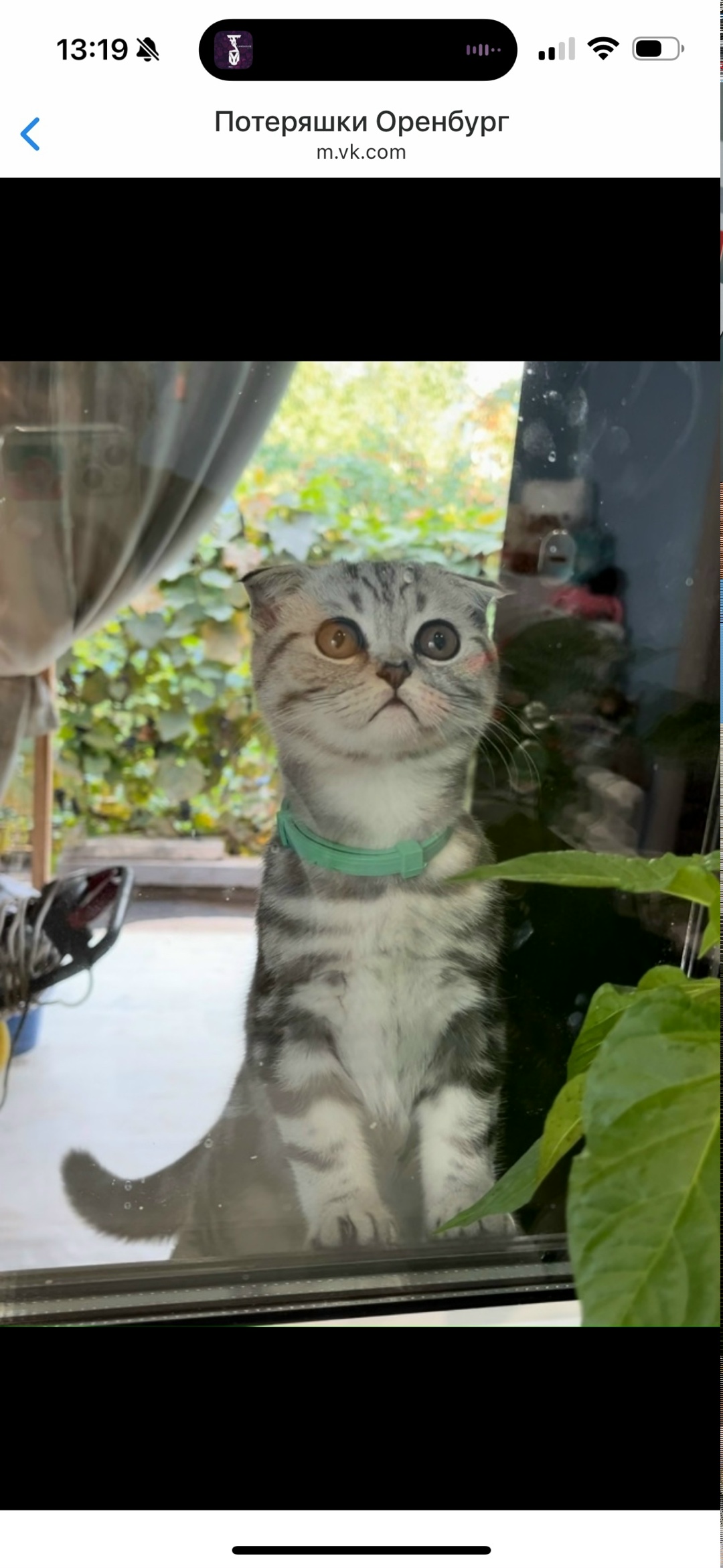 Найдена кошка в Оренбурге — фото объявления