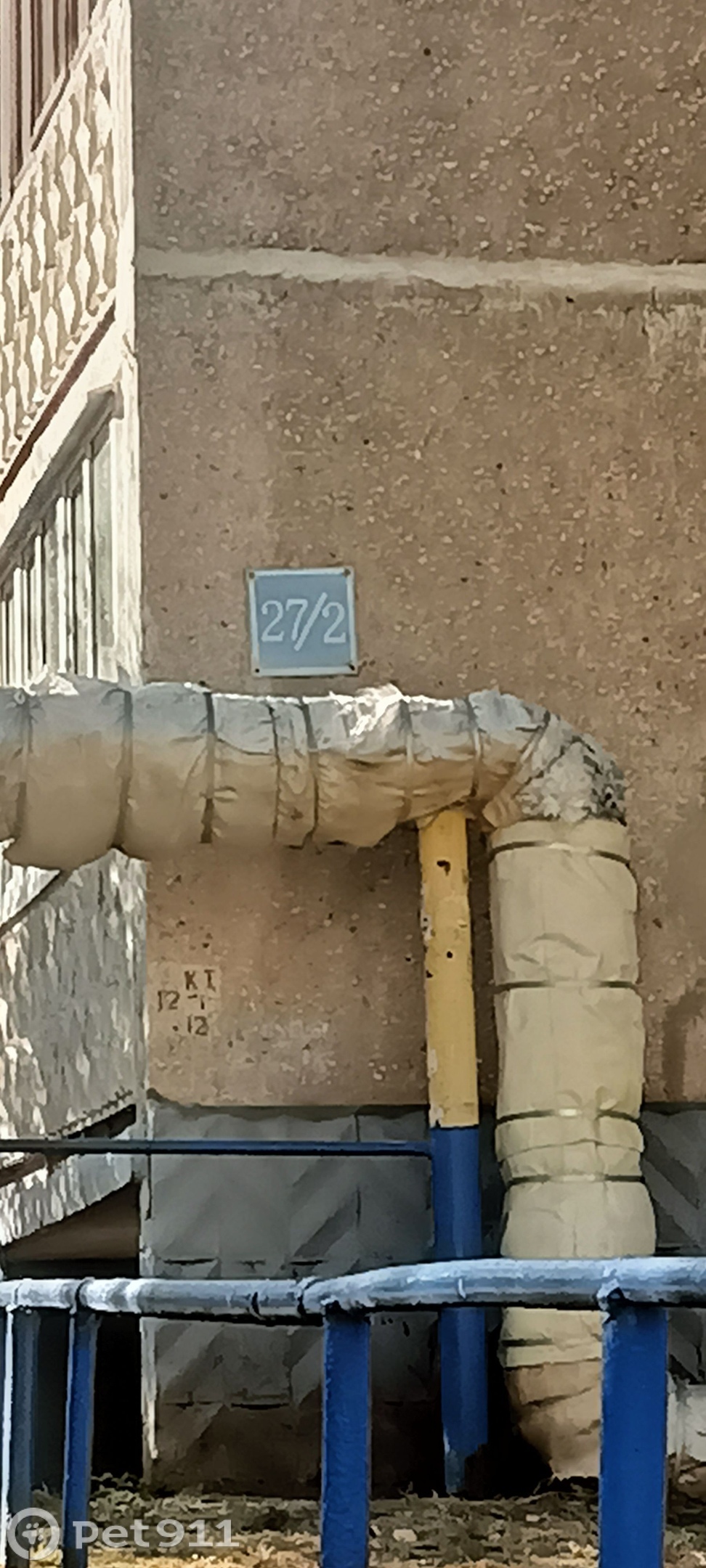 Найдена кошка в Оренбурге — фото объявления