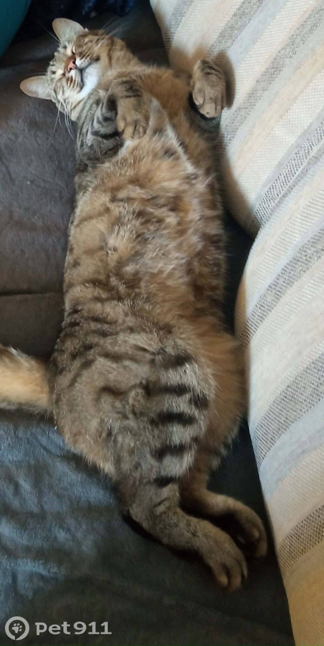 Пропала кошка в Оренбурге — фото объявления