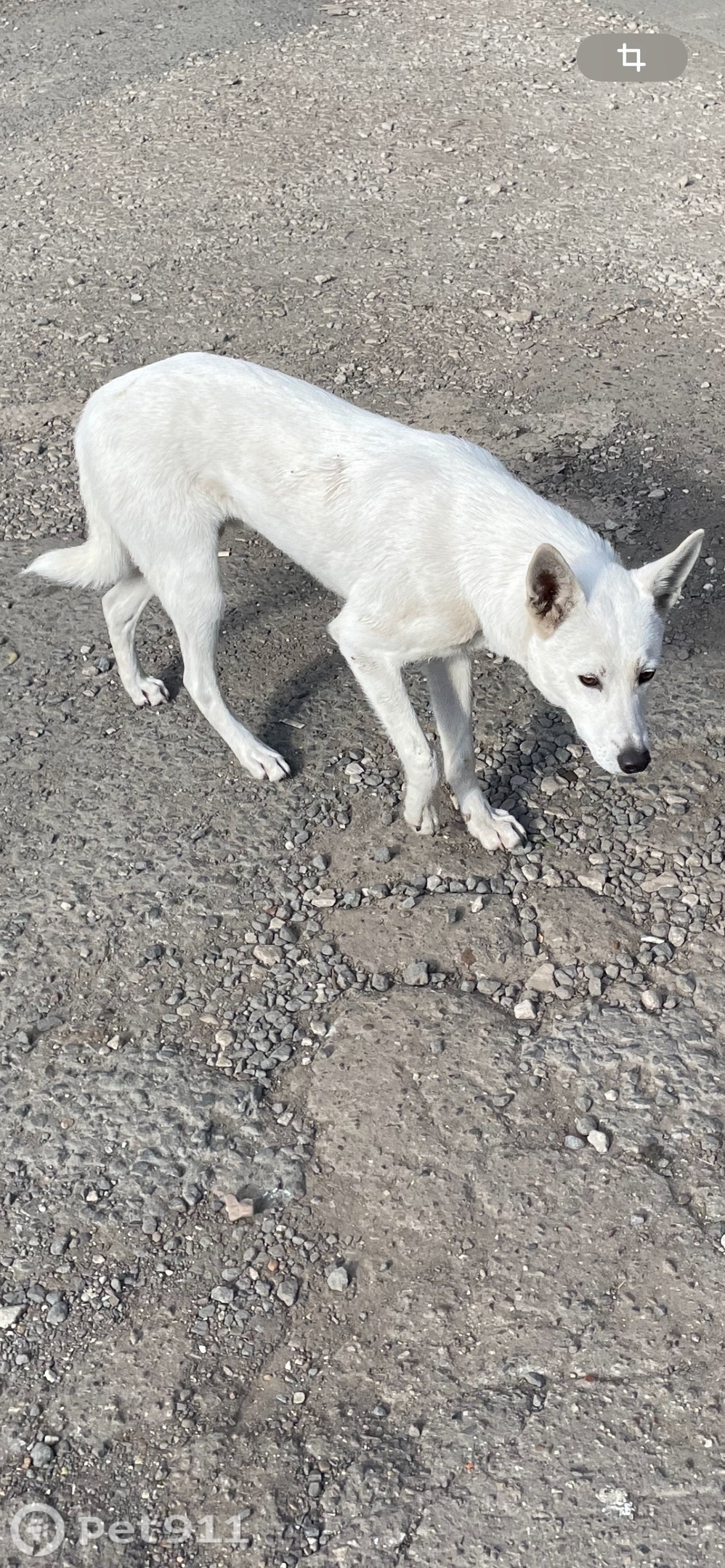 Найдена собака в Оренбурге — фото объявления