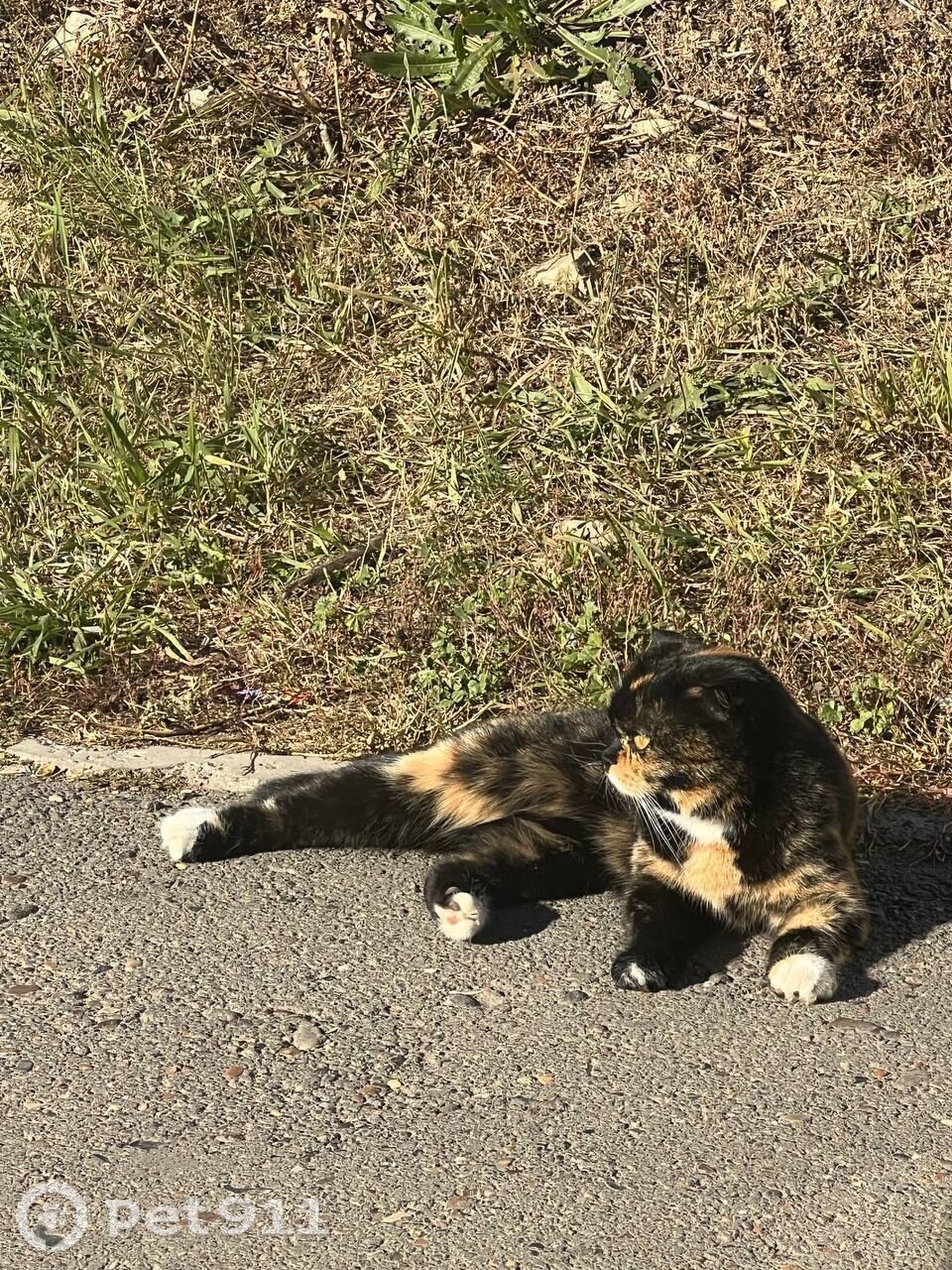 Найдена кошка в Оренбурге — фото объявления