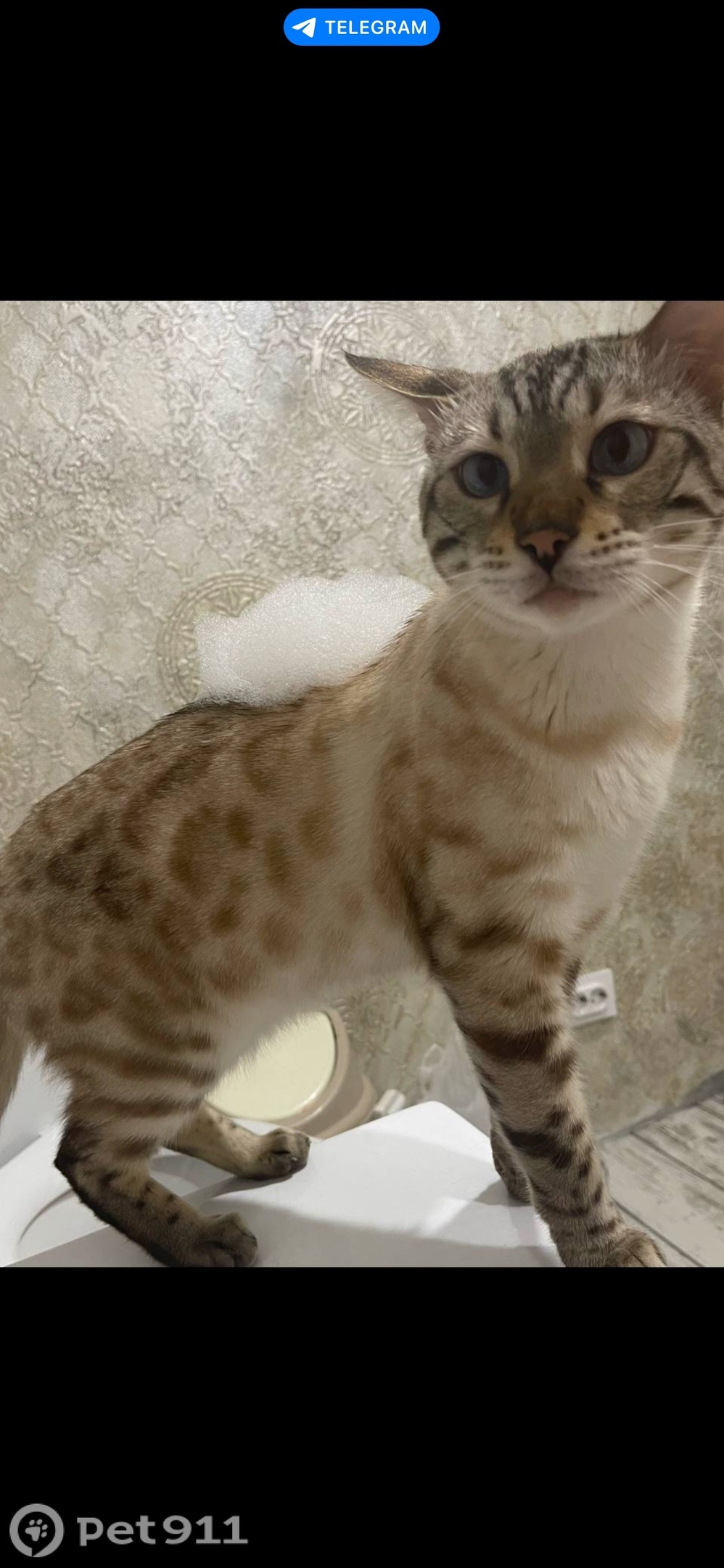 Пропала кошка в Оренбурге — фото объявления