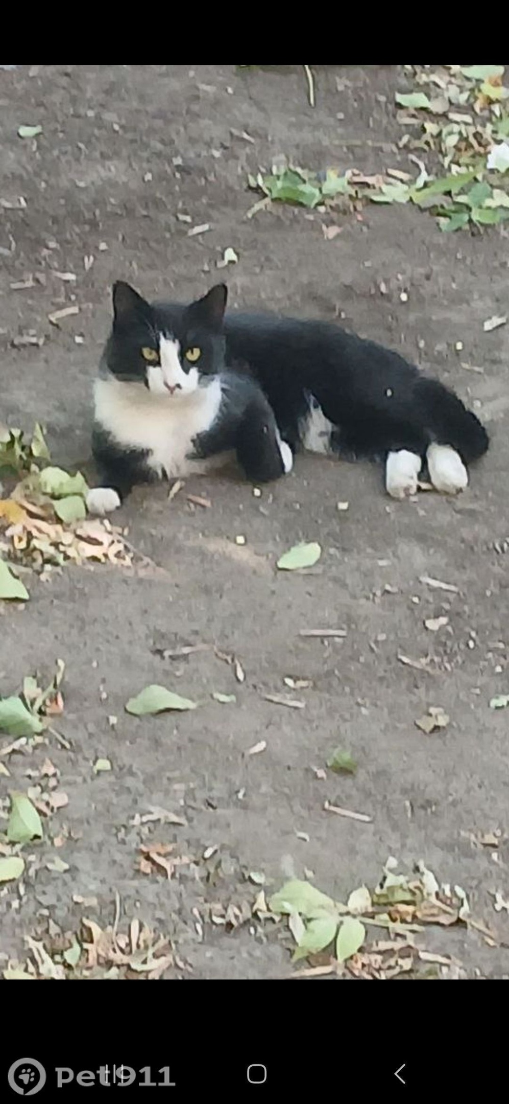 Пропала кошка в Оренбурге — фото объявления