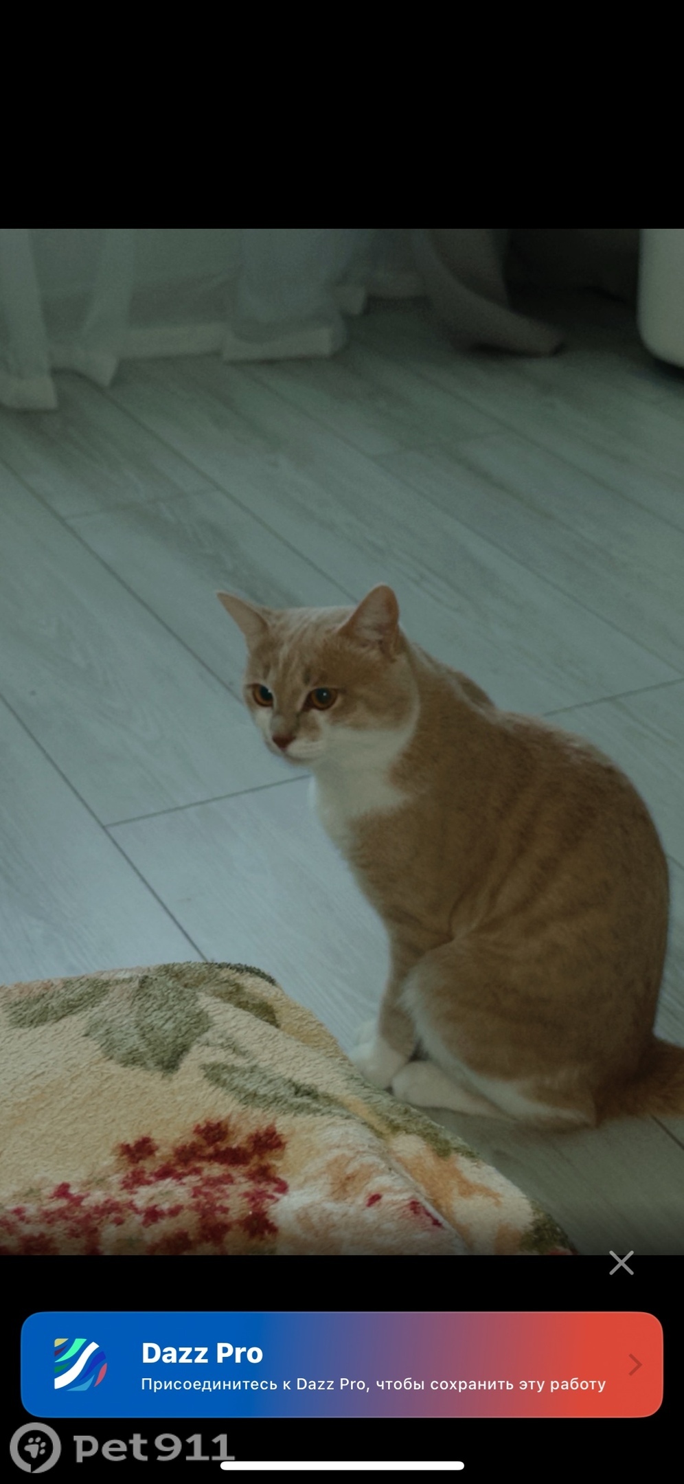 Пропала кошка в Оренбурге — фото объявления