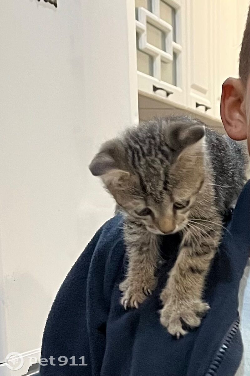 Пропала кошка в Оренбурге — фото объявления