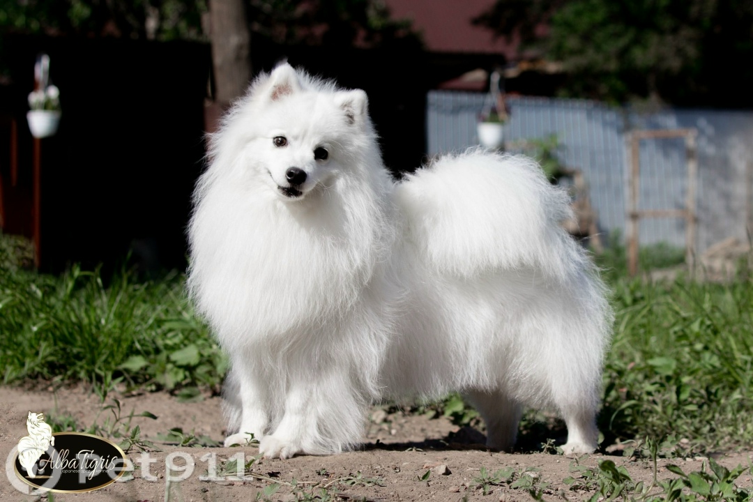 Пропала собака в Оренбурге — фото объявления