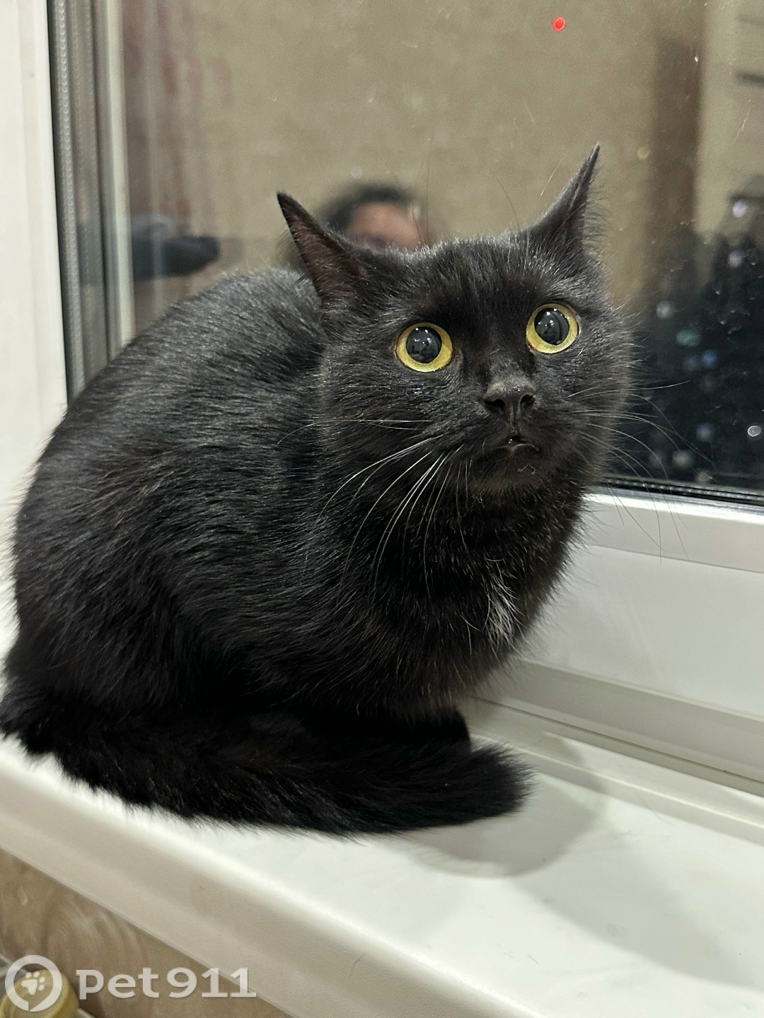 Найдена кошка в Оренбурге — фото объявления