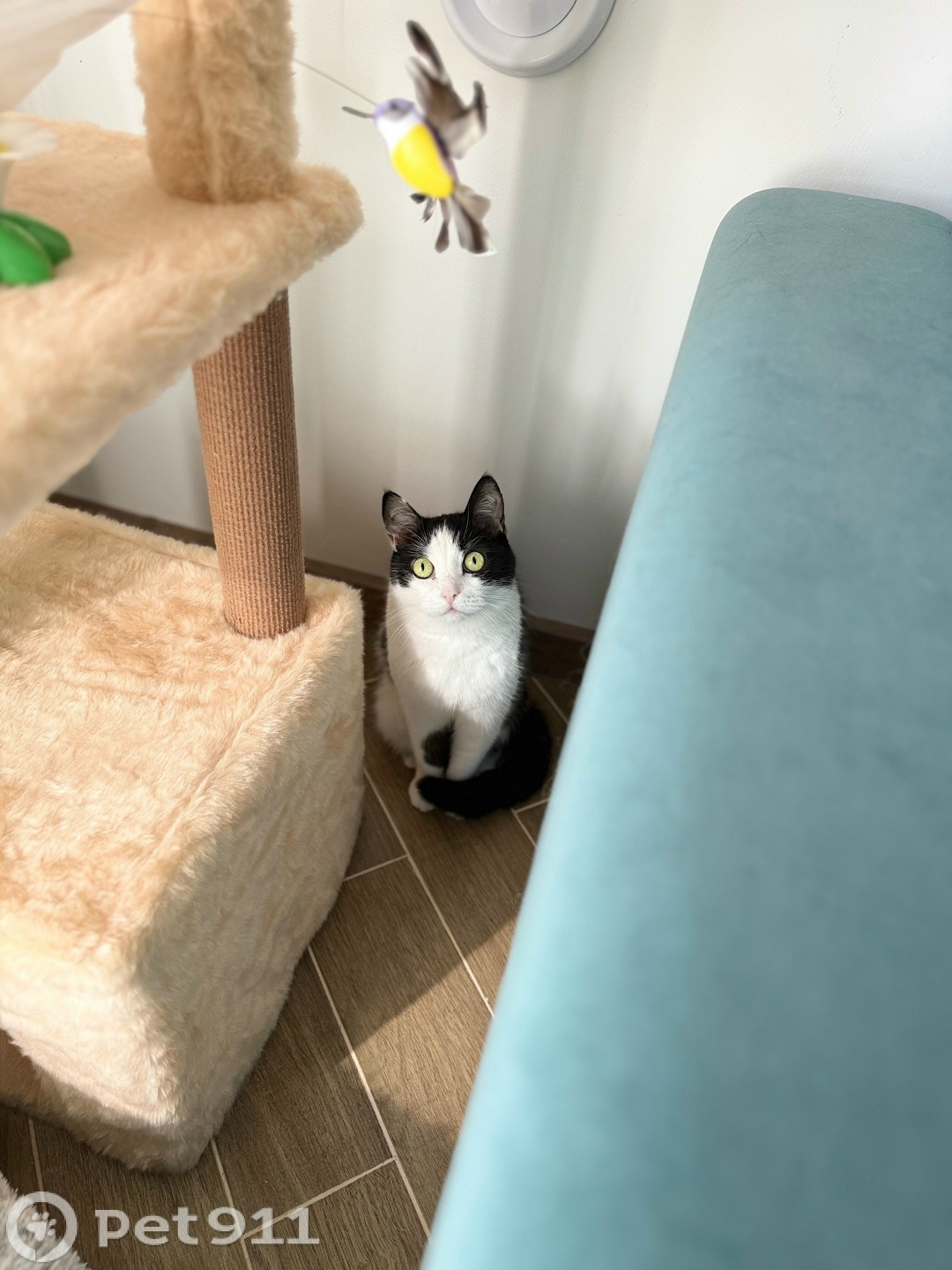 Пропала кошка в Оренбурге — фото объявления