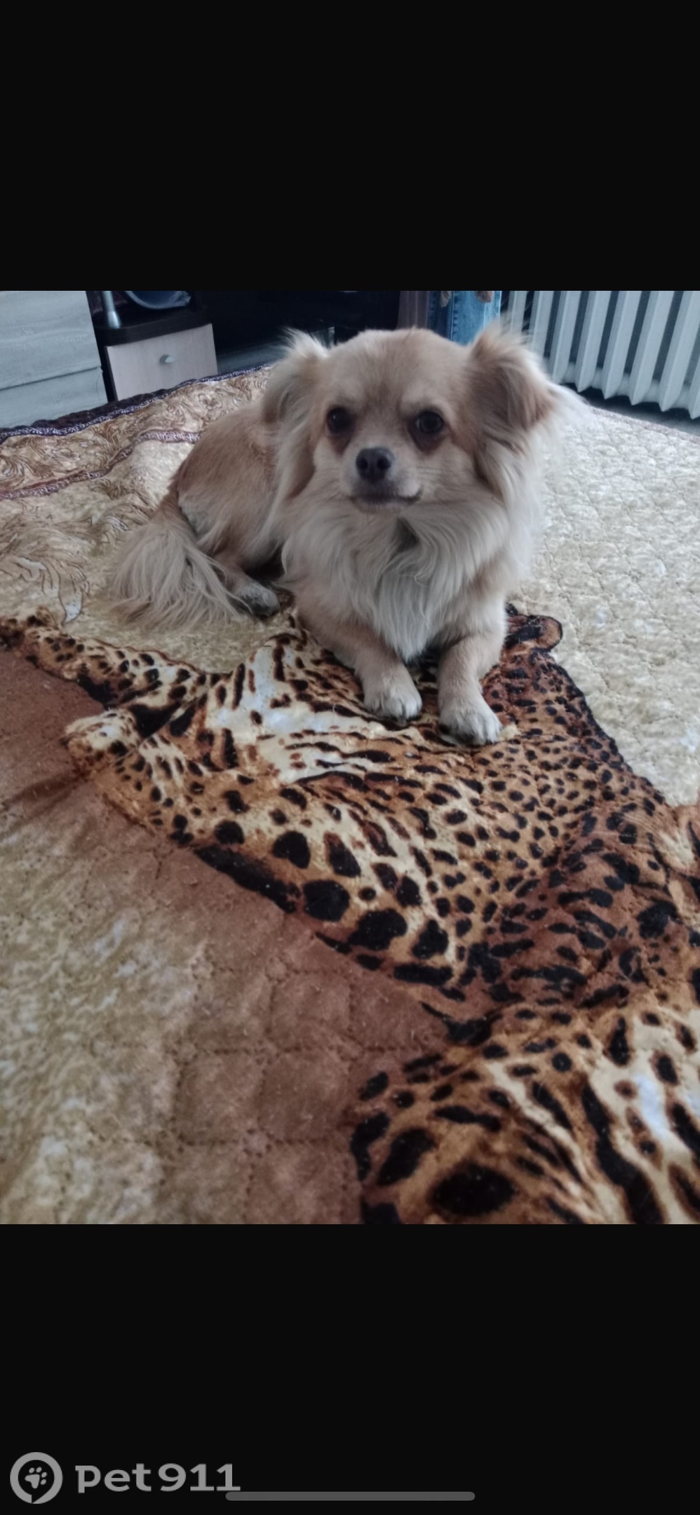 Пропала собака в Оренбурге — фото объявления