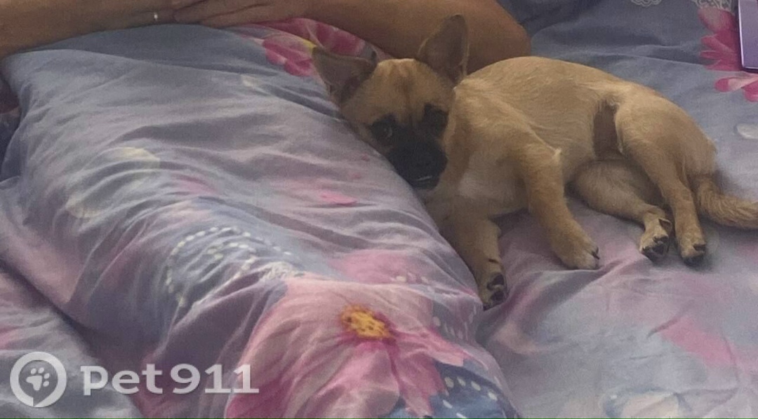 Найдена собака в Оренбурге — фото объявления