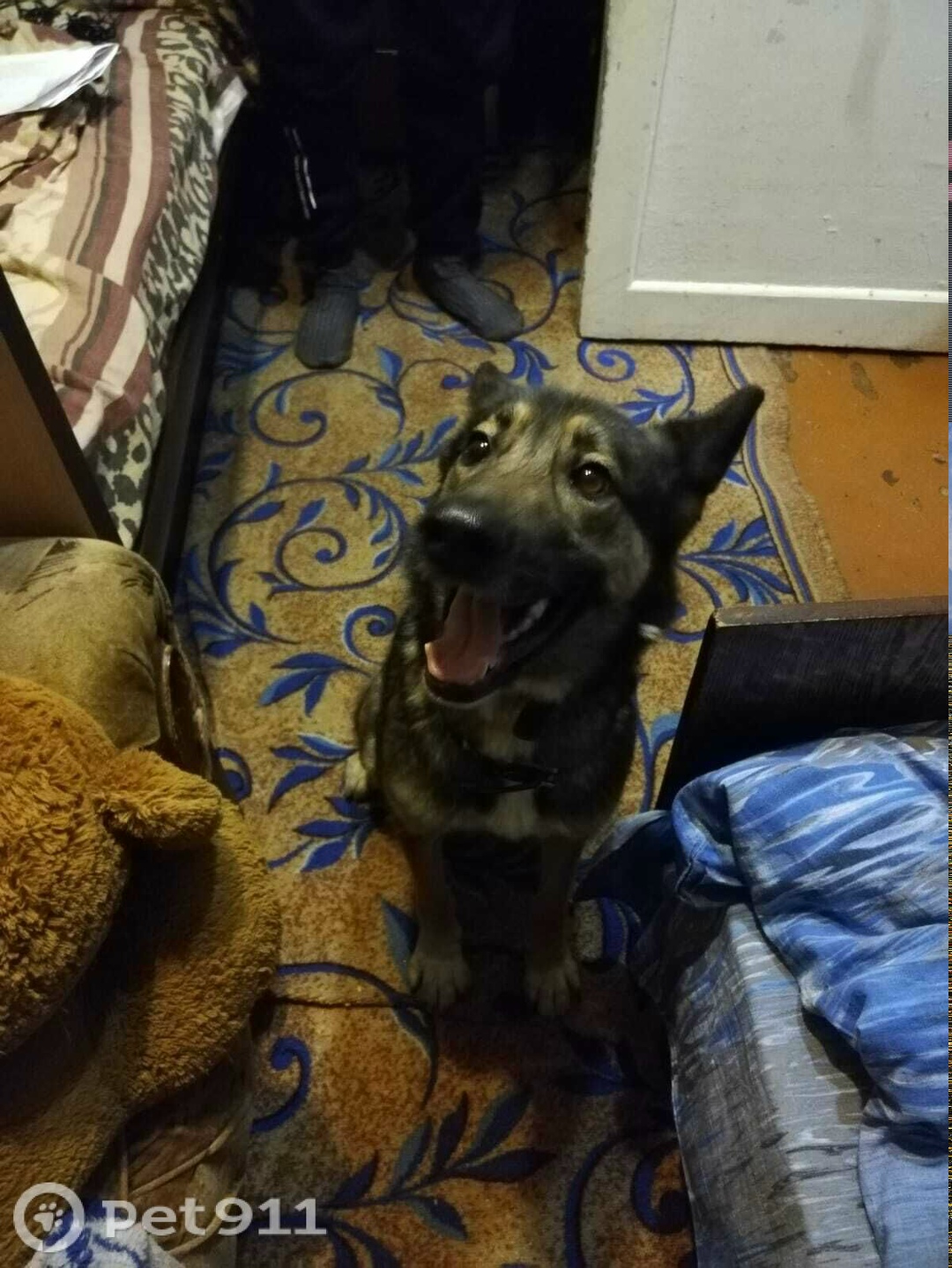 Пропала собака в Оренбурге — фото объявления