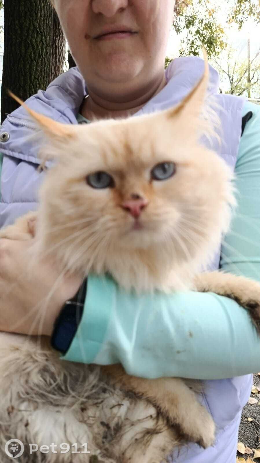 Найдена кошка в Оренбурге — фото объявления