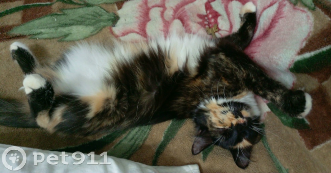 Пропала кошка в Оренбурге — фото объявления