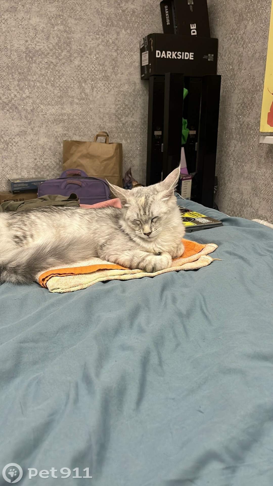 Пропала кошка в Оренбурге — фото объявления