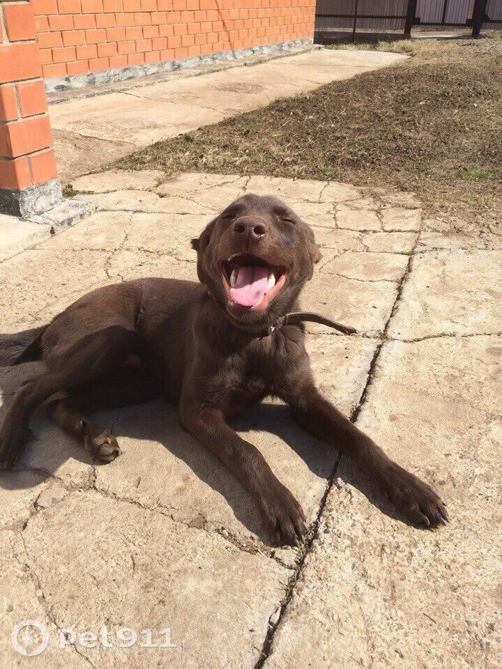Пропала собака в Оренбурге — фото объявления