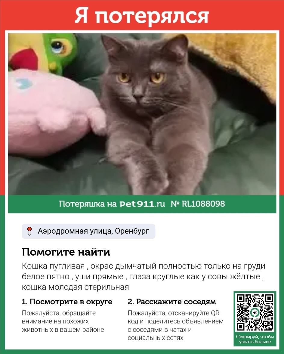 Пропала кошка в Оренбурге — фото объявления