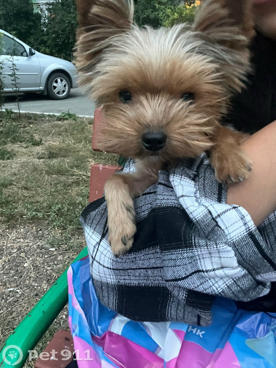 Пропала собака в Оренбурге — фото объявления