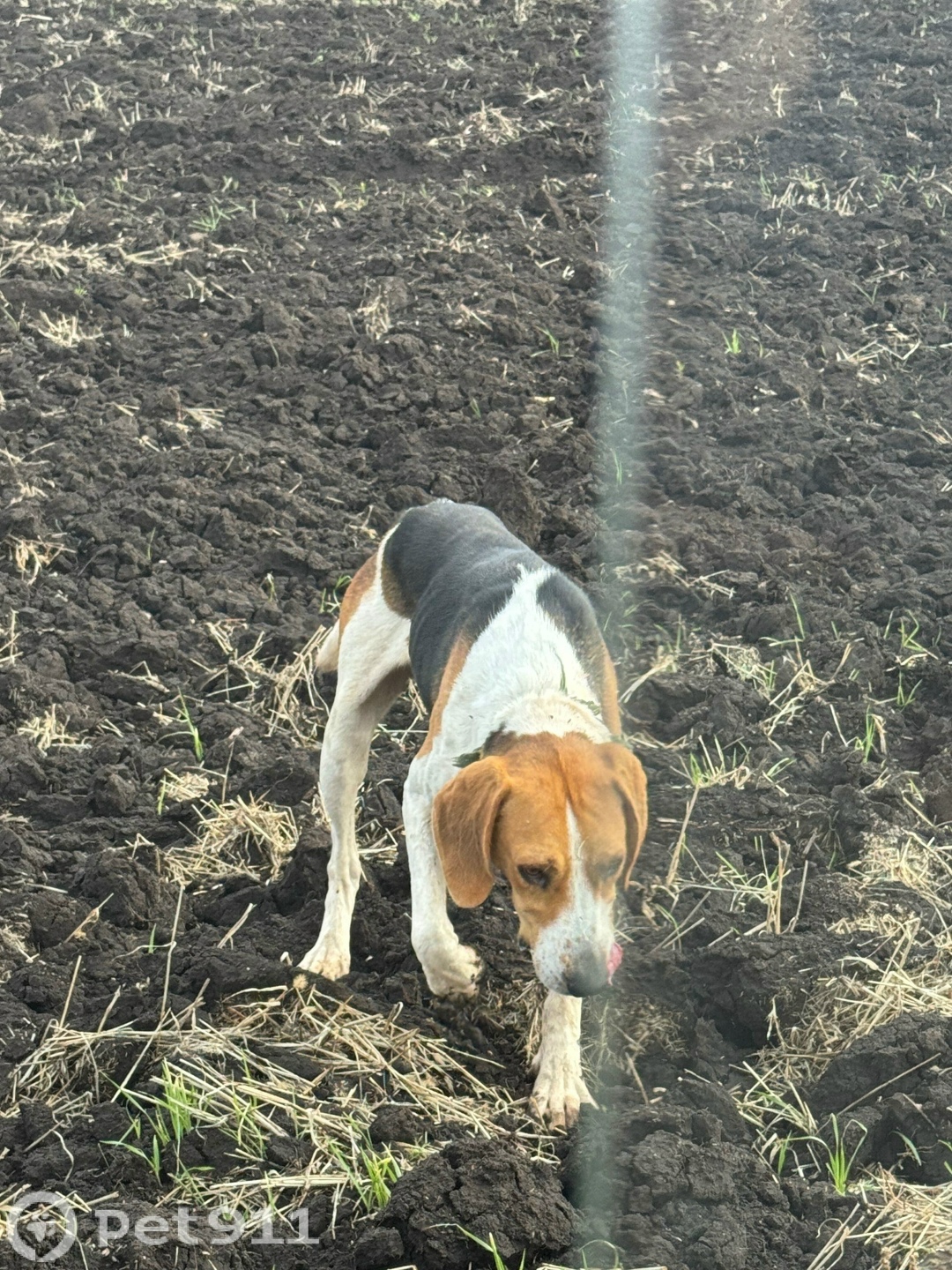 Найдена собака в Оренбурге — фото объявления