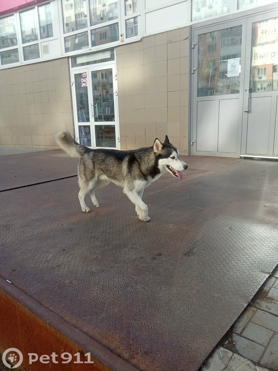 Найдена собака в Оренбурге — фото объявления