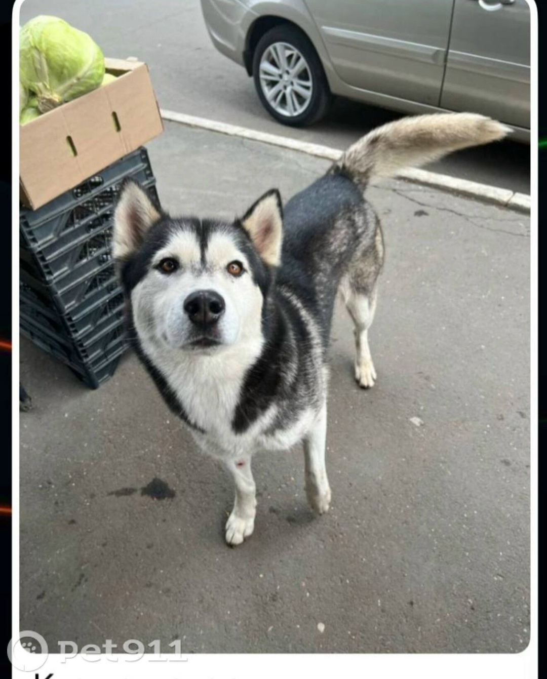 Найдена собака в Оренбурге — фото объявления