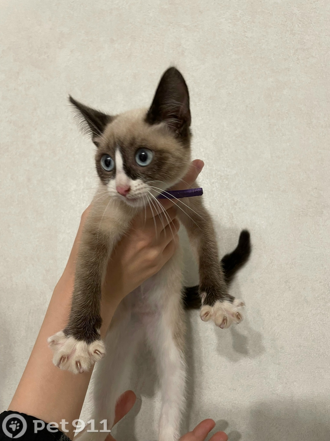 Найдена кошка в Оренбурге — фото объявления