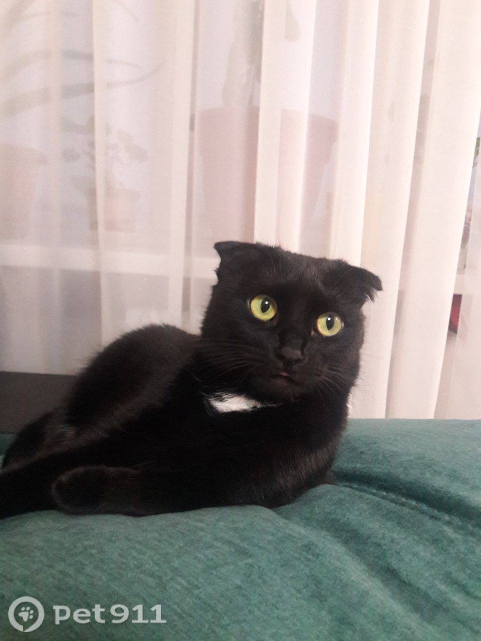 Пропала кошка в Оренбурге — фото объявления