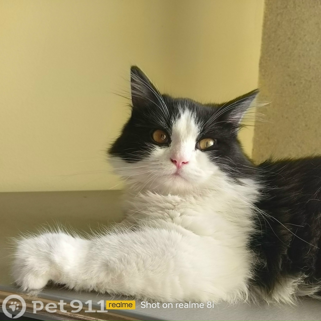 Пропала собака в Оренбурге — фото объявления