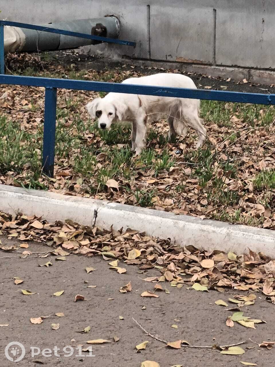 Найдена собака в Оренбурге — фото объявления