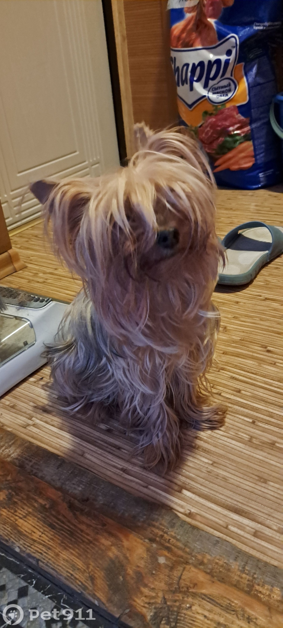 Найдена собака в Оренбурге — фото объявления