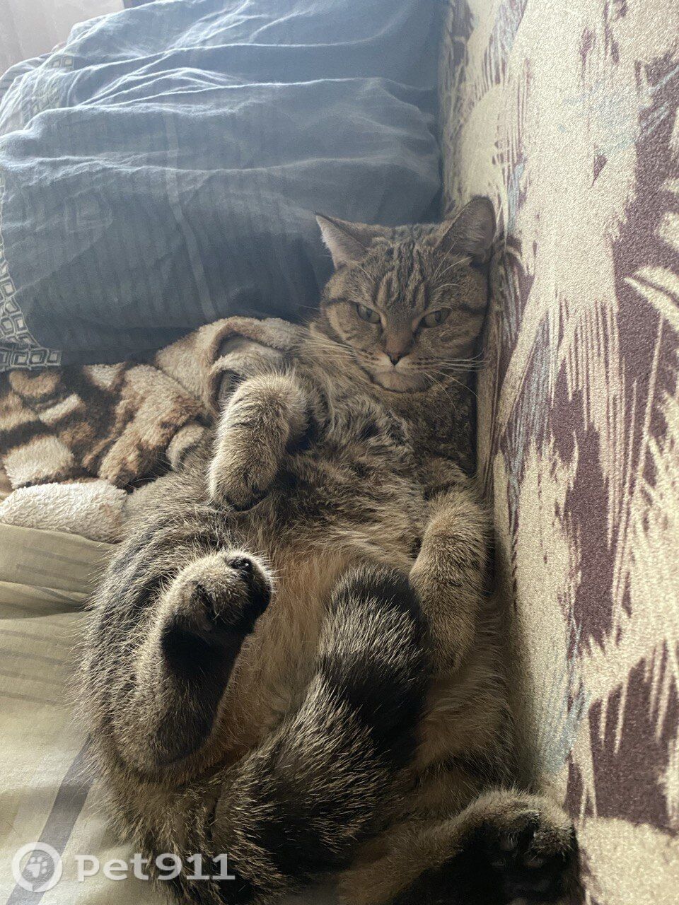 Пропала кошка в Оренбурге — фото объявления